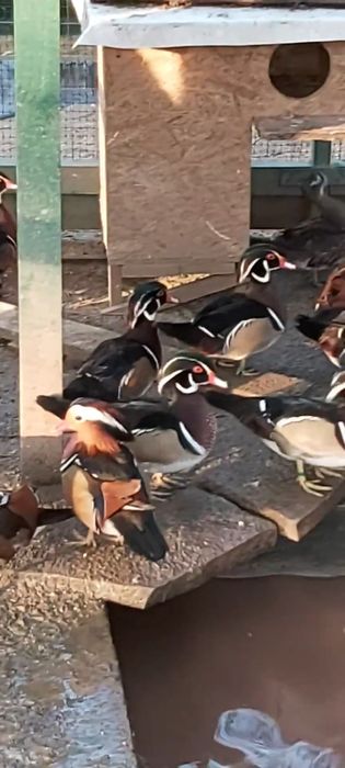 Vand Rate mandarine și caroline