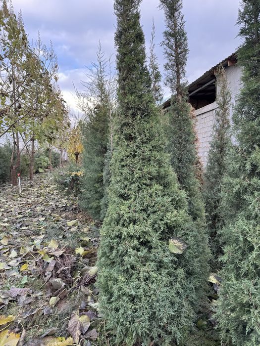 Можжевельник декоративный.