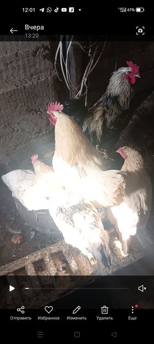 Продаю Брама-петушков,9мес.5000т.