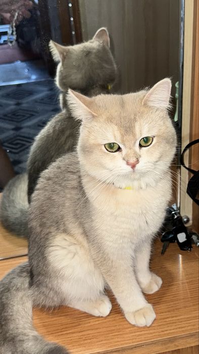 Скотиш Фолд Шиншиллы на вязку