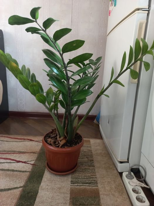 Доллорывый гүлдер.