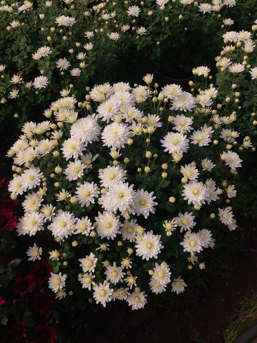 Crizanteme multiflora ,floare mare.