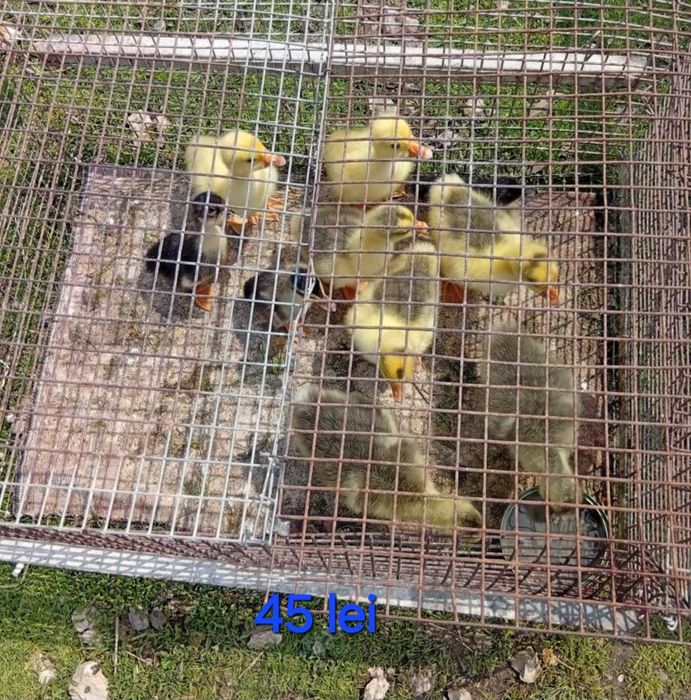 Vând boboci gâscă