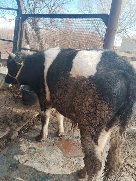 1,5 жасар өгізше