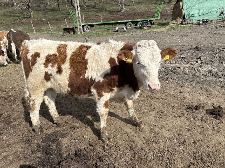 Vand tauras pentru monta