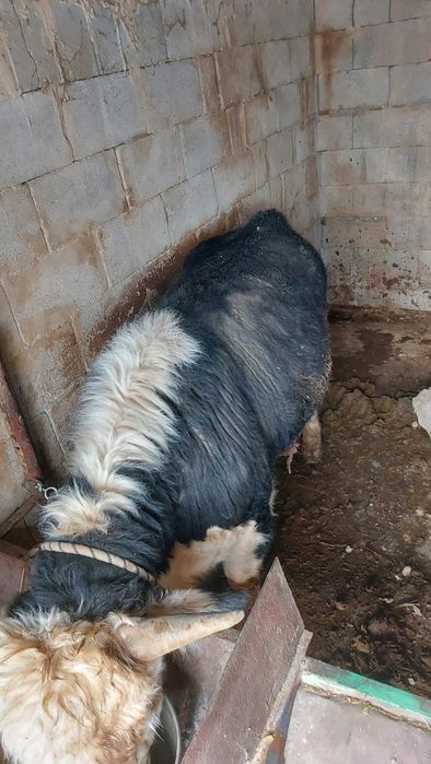 Бұқалар 1,5 жасар