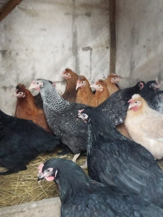 Продам куры домашние