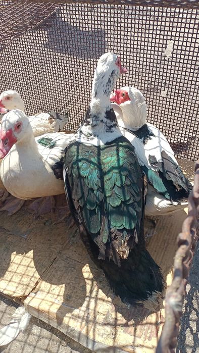 Продаю Инда-уток