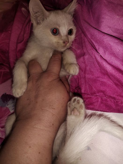 отдам котенка в добрые руки