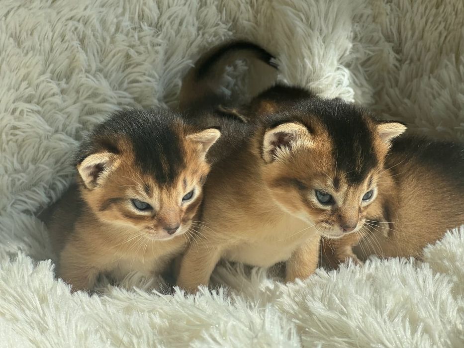 Абиссинец  вязка