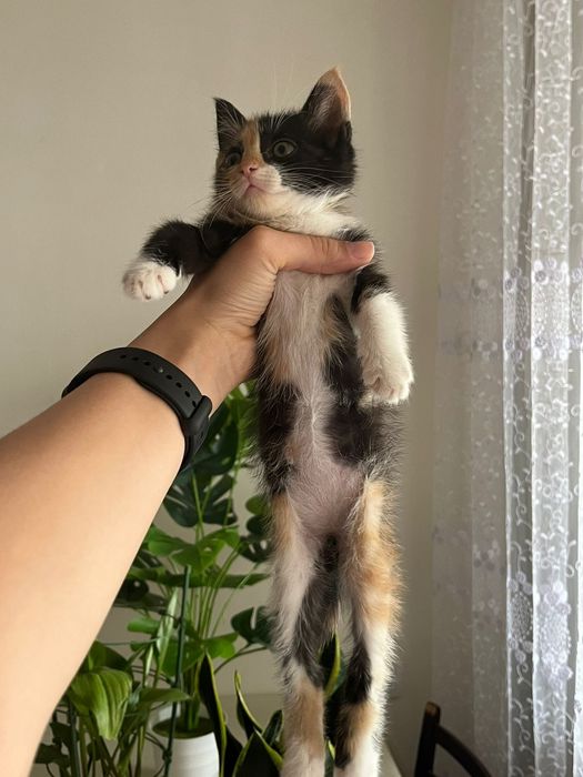 Отдам в добрые ручки