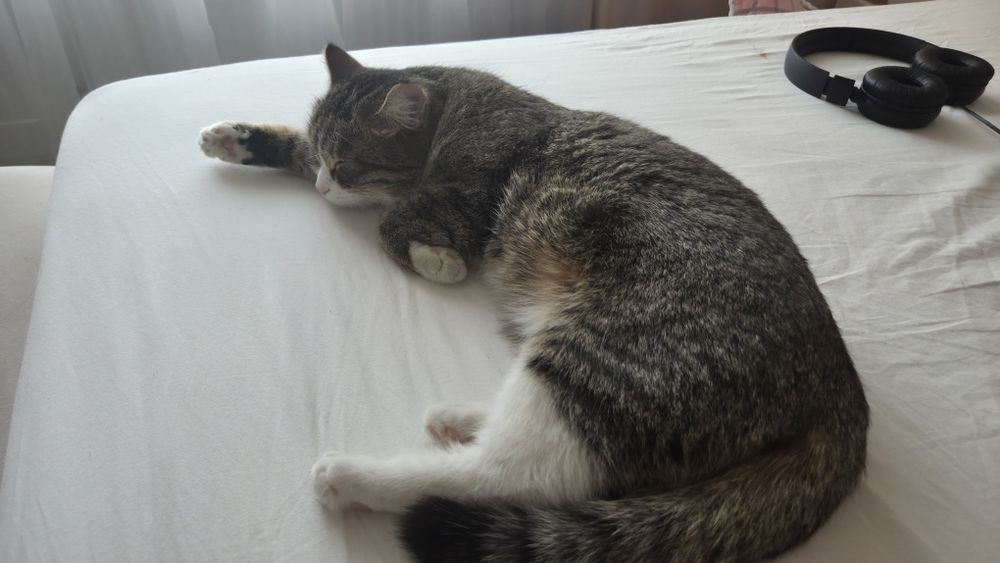 Отдам кошку в добрые руки