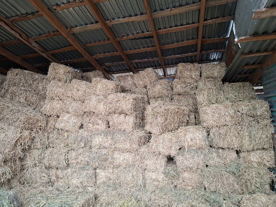 Клевер. Жоңышқа.