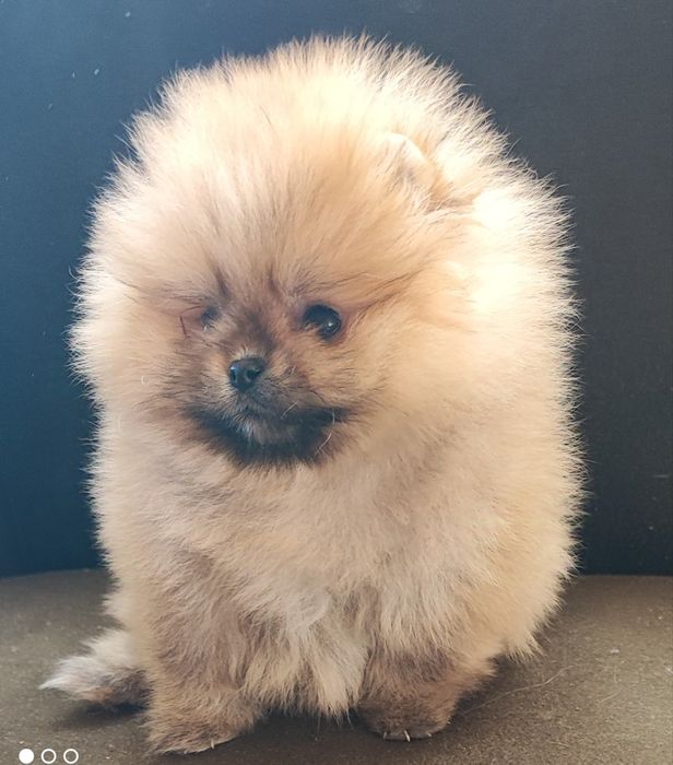 Померан померанче