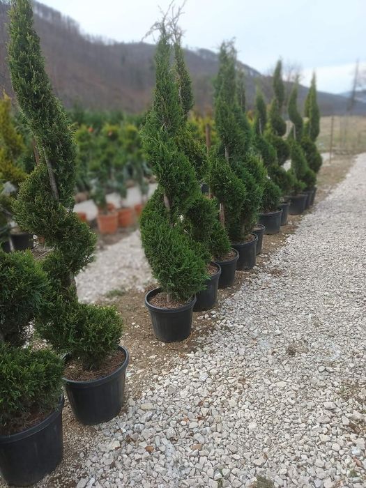 Leylandi cupressus, Livrare gratuita oriunde în Țară