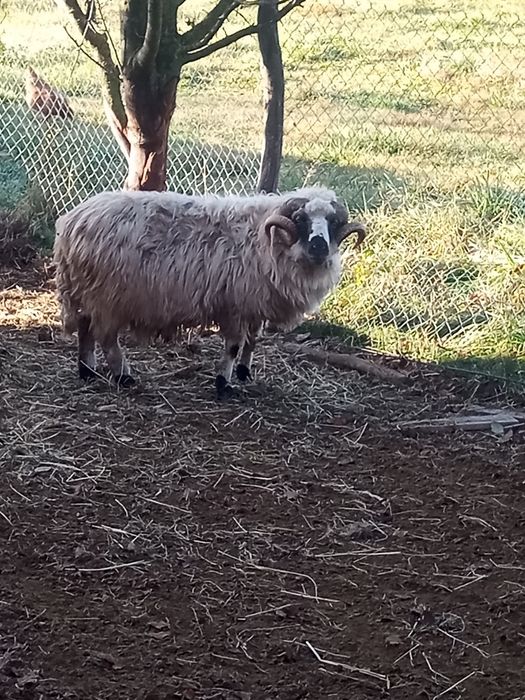 Vând berbec bun de ținut !