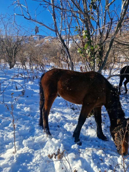 Лошади на согым.