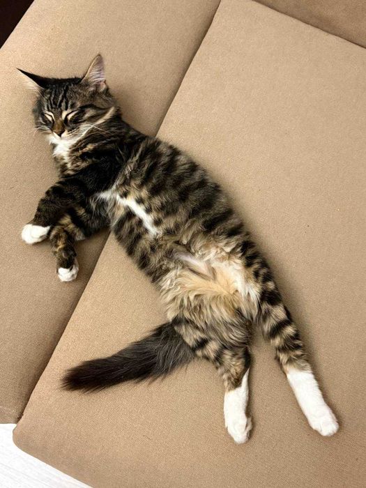 Отдам котёнка в добрые руки