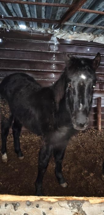 Продам жеребёнка Тая.