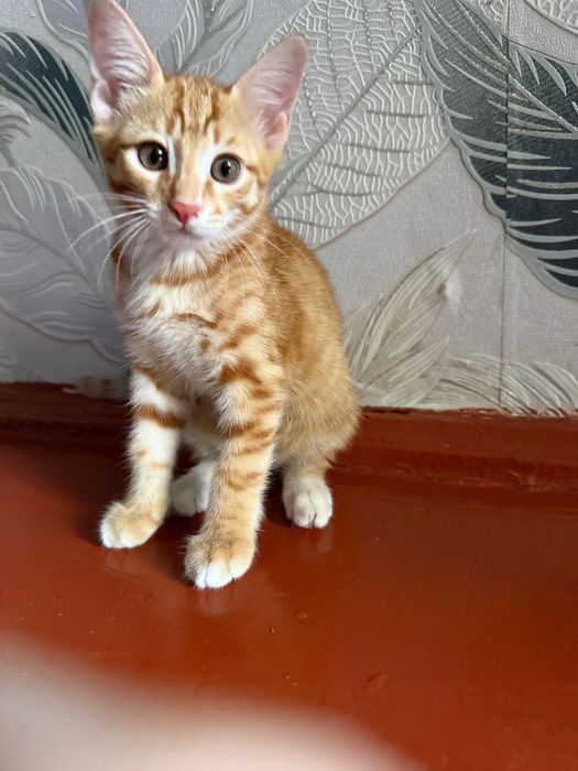 Котята, отдам их даром