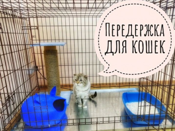 Передержка кошек и собак