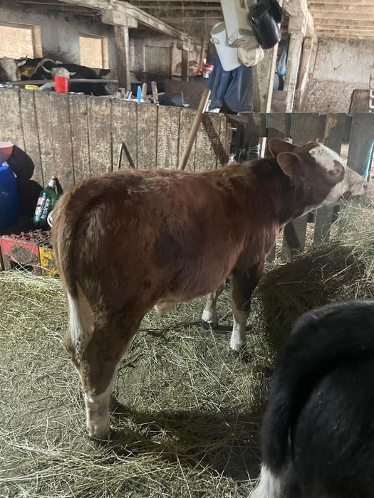 Vând patru tarurasi