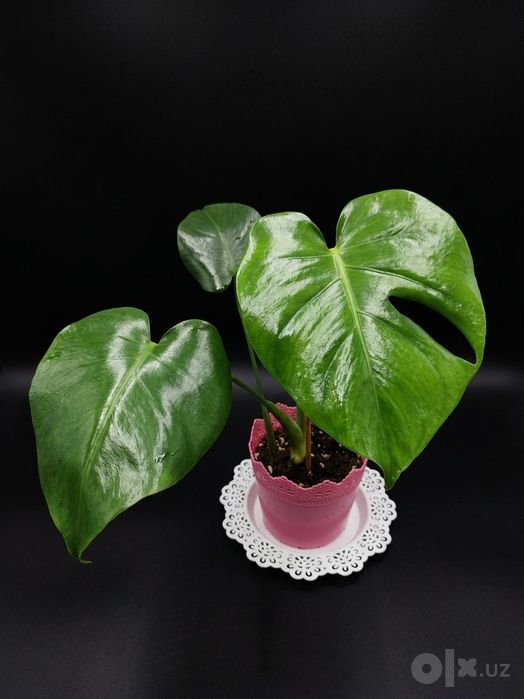 Monstera Delitsioza