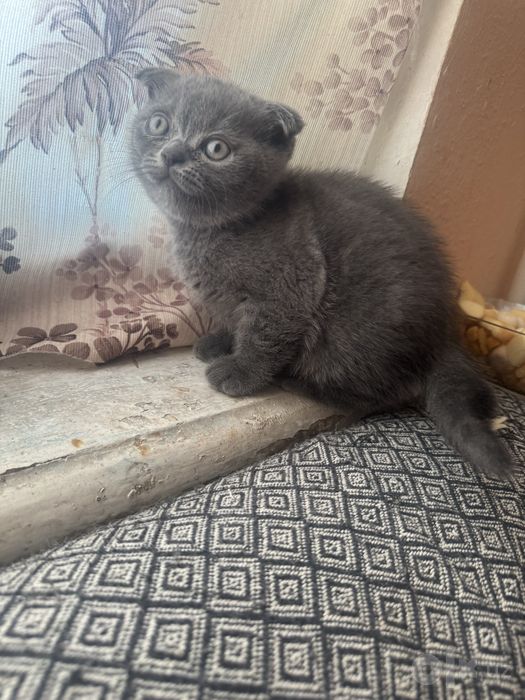 Скотиш страйт и фолд