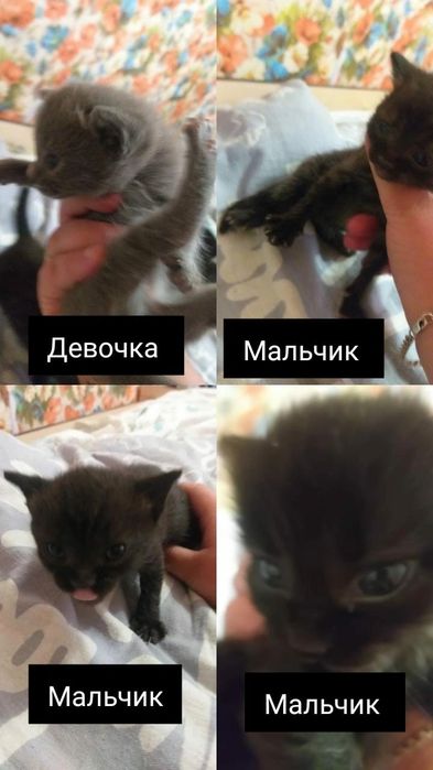 Отдам котят русской голубой кошки