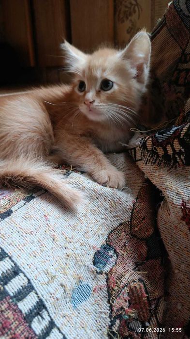 Отдам котят бесплатно