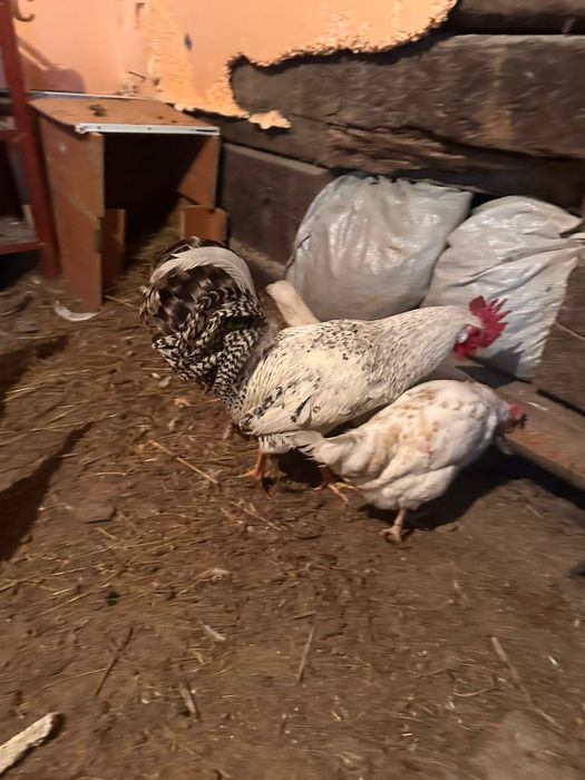 Продам петухов 5000тг