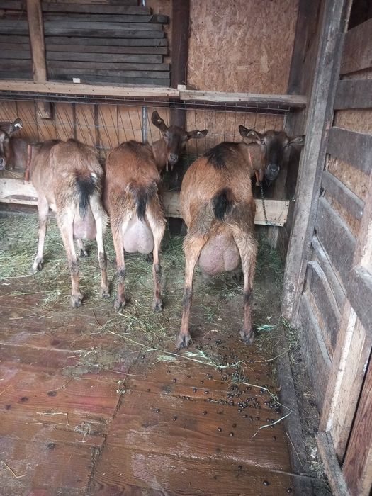 Vand  sau schimb 8  capre sannen și alpina franceză