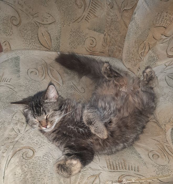 Одам Кошку в хорошие руки