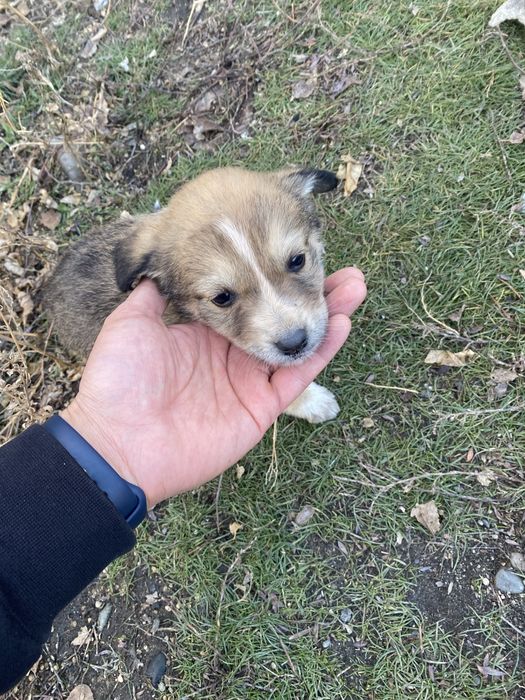 Щенки в хорошие руки