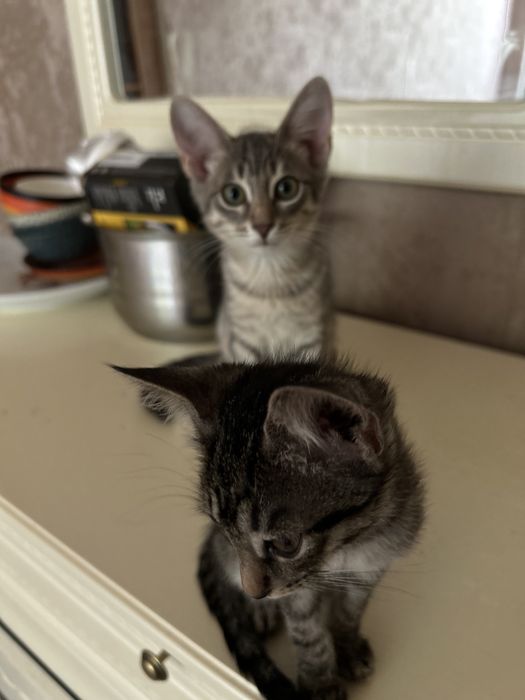 Отдам в добрые руки  котят
