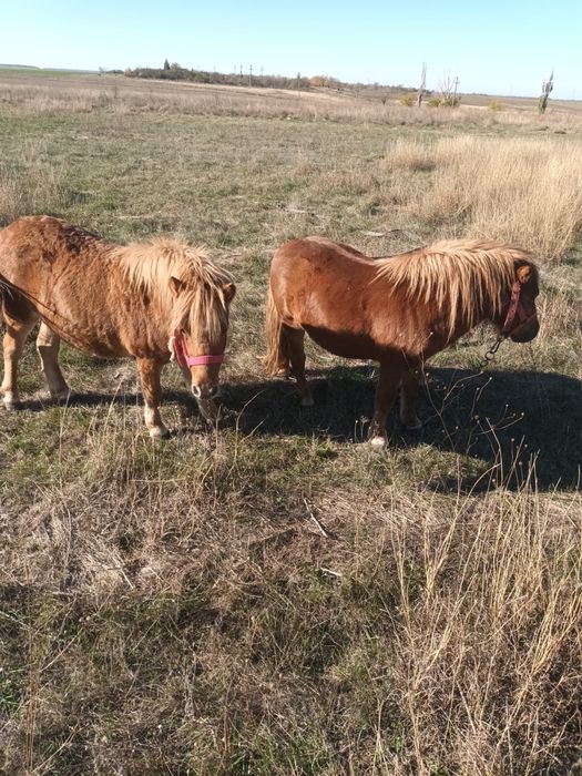 Vand 2 ponei,baiat si fata,in varsta de 1 an jumate!
