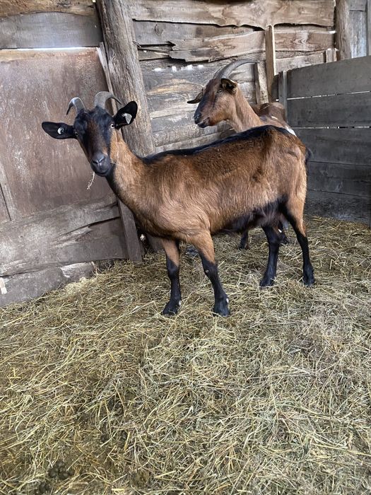 Disponibile capre de top