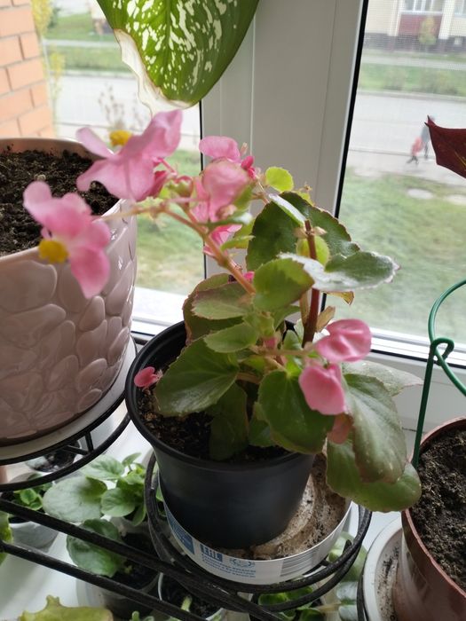 Продам финиковые пальмы