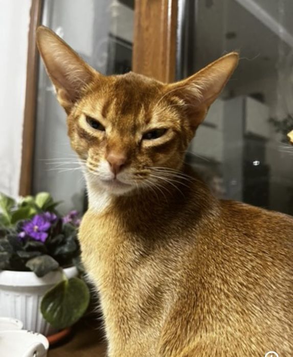 Абисинская  кошка