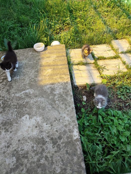 Котята крысыловы
