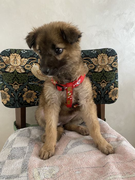 Щенок девочка помесь овчарки