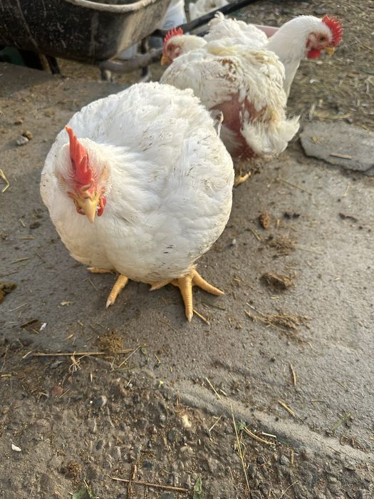 Бройлеры домашние