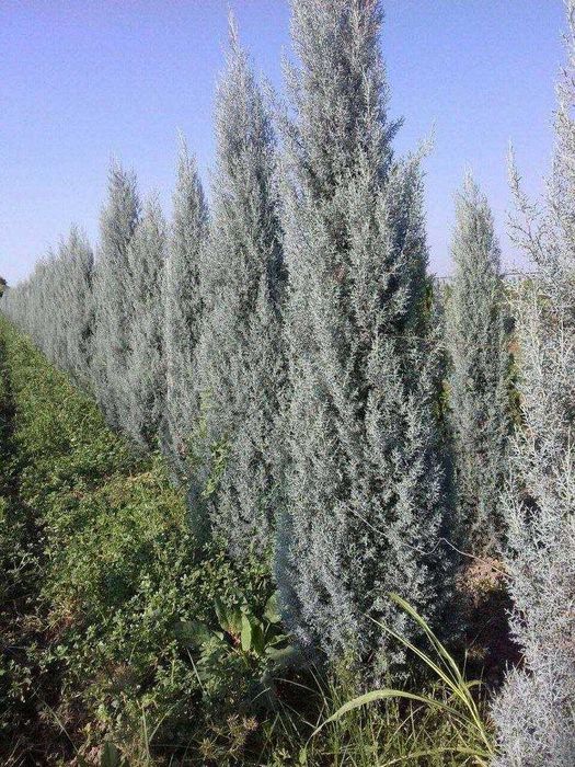 АРЧА (Arizonica cypress) (Gold Rider) (THuja Smaragd)