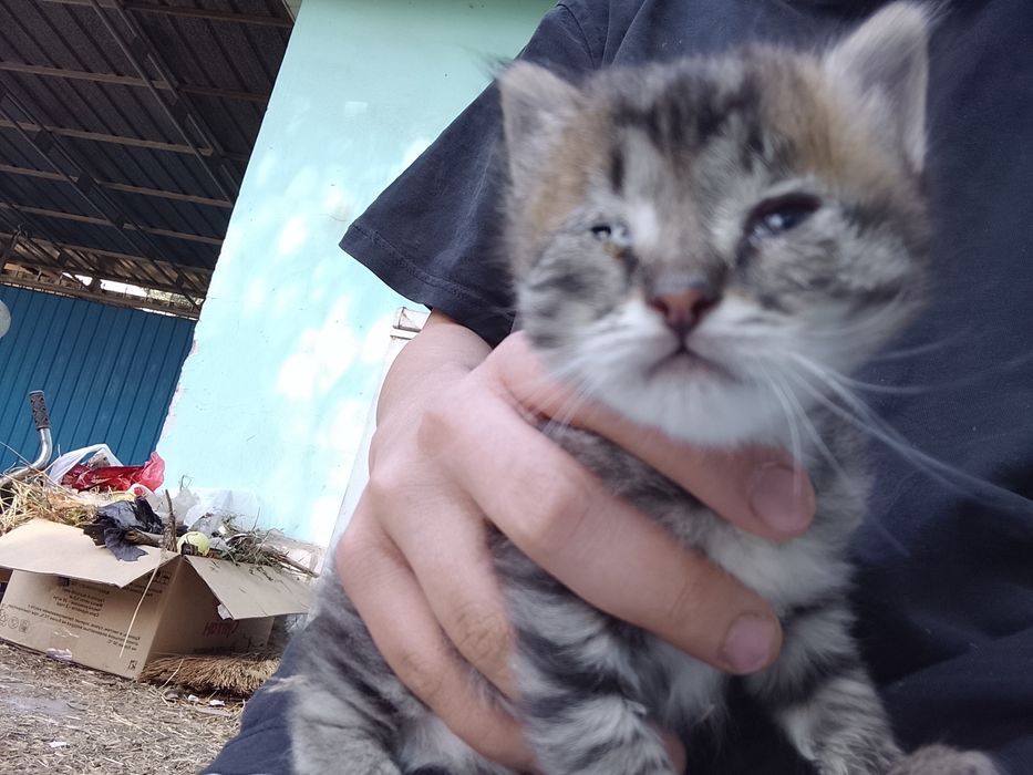 Отдам котят в добрые руки