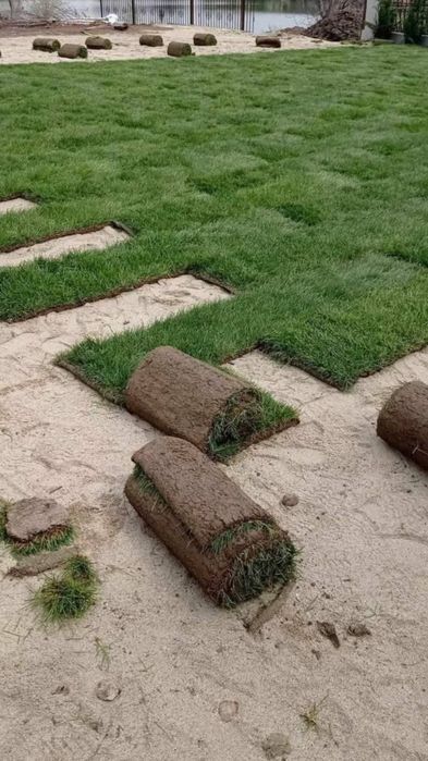 Vând plante ornamentale diferite specii și dimensiuni etc