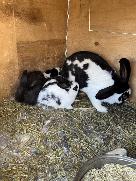 Vand iepuroaica cu 4 pui