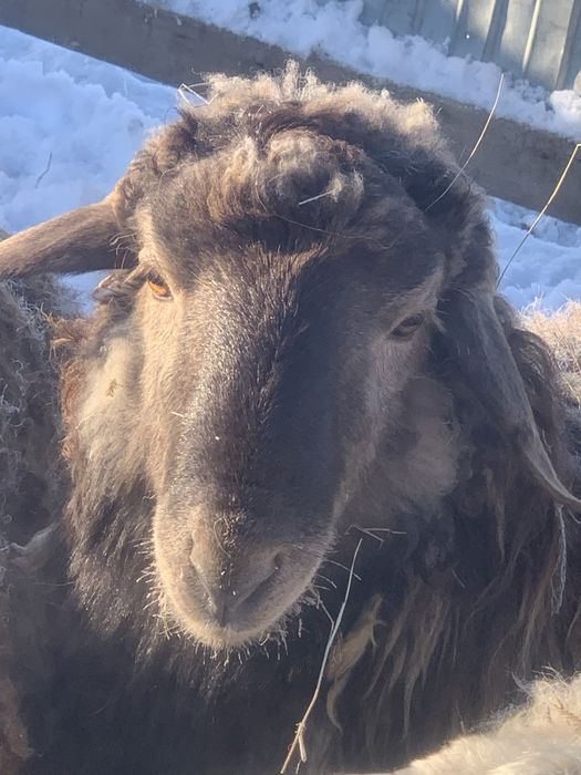 Продается кошкар