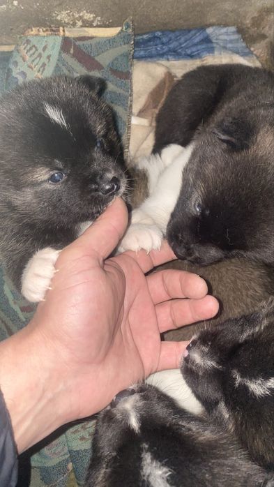 Щенки Акито продаю 250000 к