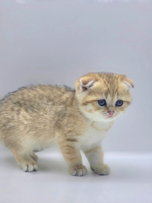 КошеЧка и КотИк шотландские #