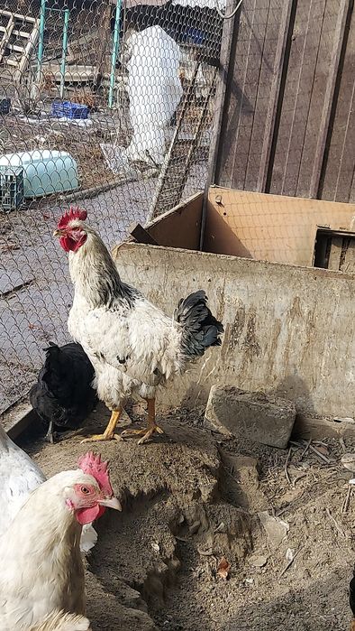 Продам петушка молодого